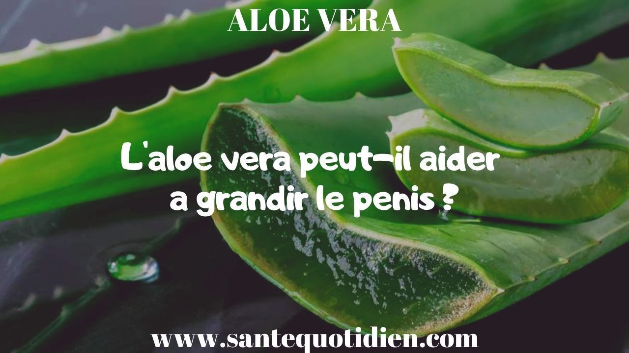 L'aloe vera peut-il aider à grandir le pénis ?